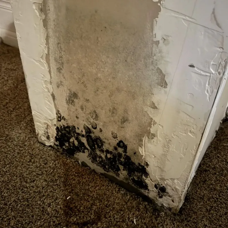 Professional Mold Removal in Bryan County, GA